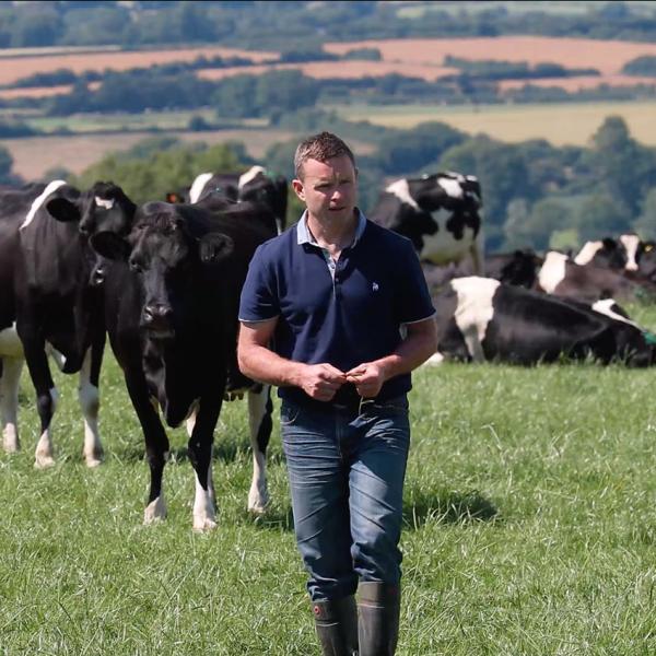 Irish dairy farmer walking in his field amongst his dairy cows