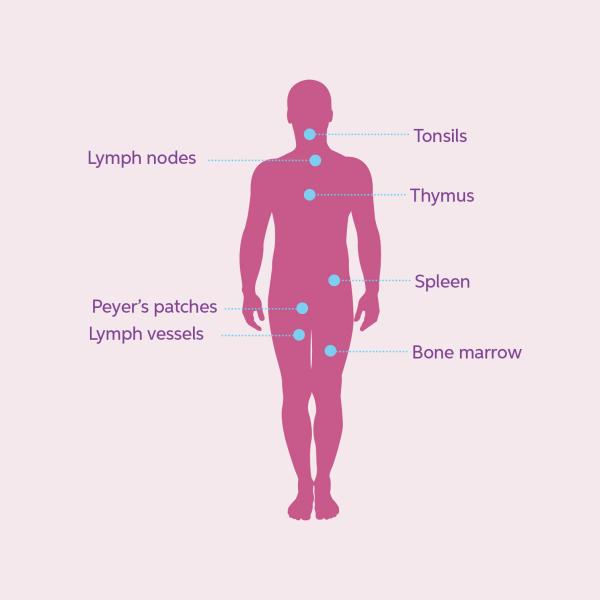 graphic of human body with important areas