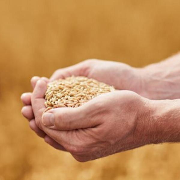 oats-news-article-resize