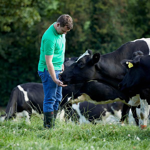 farmer walking with cows in field
