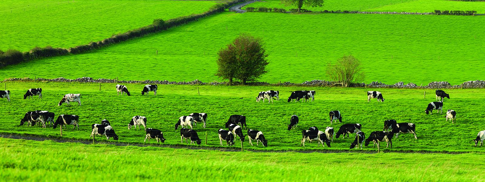 cows grazing on grass